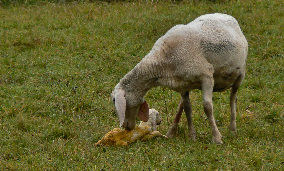 Animali al pascolo